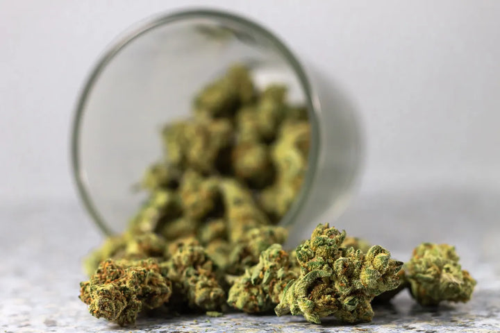 How Long Does THCA Stay In Your System? Drug Test Timeline