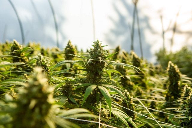 THCA vs Delta 8: Key Differences and Similarities