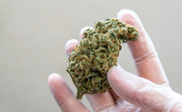 What Is THCa Flower?