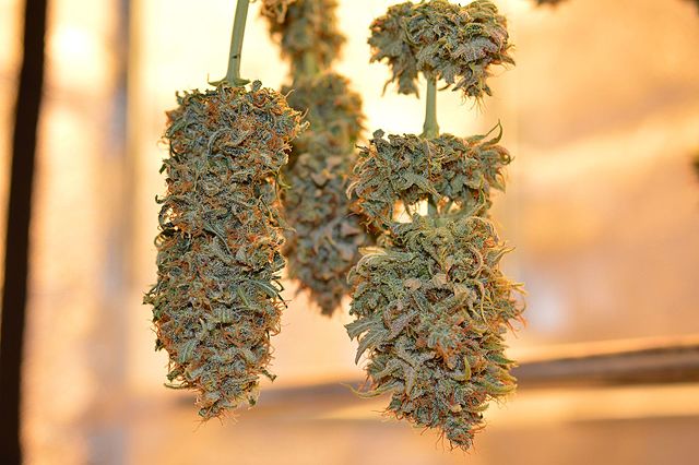 The Best THCa Diamonds Review